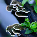 Turkey Tail