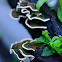 Turkey Tail