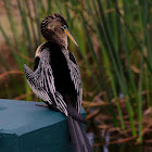 Anhinga aka Snake Bird