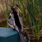 Anhinga aka Snake Bird