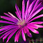 Trailing Ice Plant
