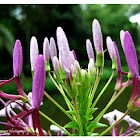 Spiny Spiderflower