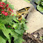 Giant Swallowtail
