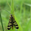 Common scorpion fly