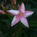 Oleander