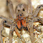 Wolf Spider