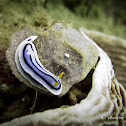 Loch's Chromodoris