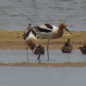 American Avocet (pair)