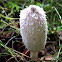 Shaggy Ink Cap
