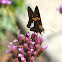 Silver-spotted Skipper