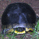 Blanding's Turtle