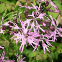 Ragged Robin