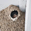 Cliff Swallow