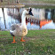 Chinese Goose