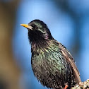 European Starling
