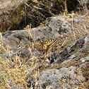 Old World Swallowtail