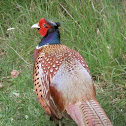 Common Pheasant