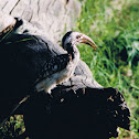 Red-billed Hornbill