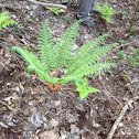 -- fern