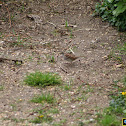 White-Throated Sparrow