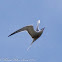 Common Tern; Charrán Común