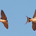 Barn Swallow