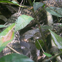 Cazadora - Middle America Indigo Snake
