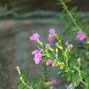 Mexican Heather