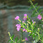 Mexican Heather