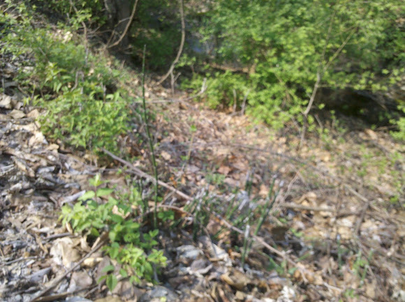 Spotting Image 1