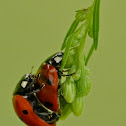 Seven-spotted lady beetle