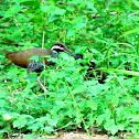 Barred-rail