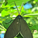 Virginia Ctenucha