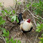 chickens