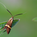 Geelbandlangsprietmot (Nemophora degeerella)