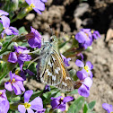 Common Branded Skipper