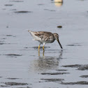 Greater Yellowlegs