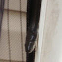 Black Rat Snake