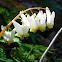 Dutchman's Breeches