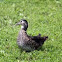 Wood Duck