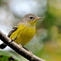 Magnolia Warbler