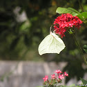 White-angled Sulphur