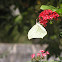 White-angled Sulphur