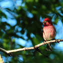 Purple Finch