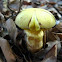 mushroom