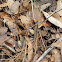 Garter snake