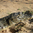 Yacare caiman