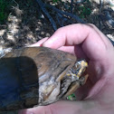 Box turtle