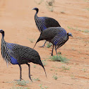 Vulturine Guineafowl