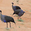 Vulturine Guineafowl
